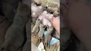 4 Adorable Bulldog Puppies Breeding Care and Growth Tipsquot2 [upl. by Yelhsa]