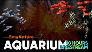 🐠 10Hour Sea Anemone Aquarium with Relaxing Music  Sleep Aid amp Stress Relief [upl. by Kihtrak]