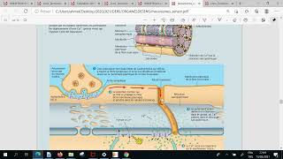 La régulation de la contraction du muscle squelettique [upl. by Flory]