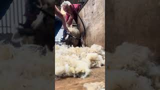 Cleaning ram lambs bums dagging shearing sheepfarming youtubeshorts viralvideo sheephusbandry [upl. by Tuesday899]