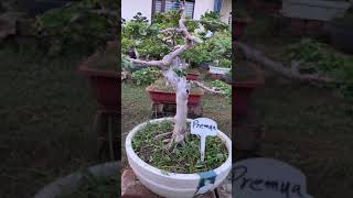 ￼Premna Bonsai After Pruning Result 😨 Available At  BonsaiGardenNursery  Contact Now 👇 [upl. by Selinda88]