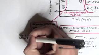 Cardiology  Heart Physiology II Muscle contraction and Pacemaker activity [upl. by Fabio]