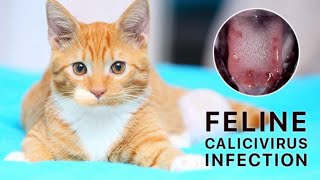 Feline Calicivirus InfectionDiagnosisTreatment amp Control [upl. by Hubey830]