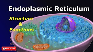 Endoplasmic Reticulum Structure and Functions SER RER Cell biology Biology [upl. by Billy]