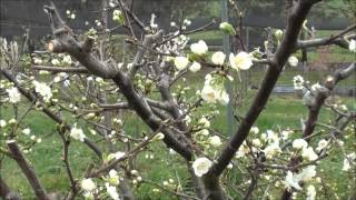 How to prune Plum trees [upl. by Jezabelle72]