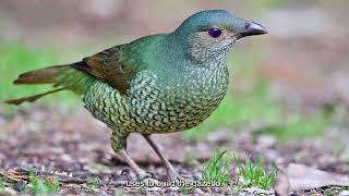 The Satin Bowerbird Natures Architect of Love [upl. by Nileuqay]