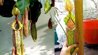 Unboxing my Nepenthes mojito in rain ASMR [upl. by Cohette]