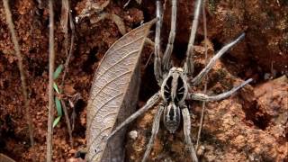 Llycosa sp  Lycosidae  Wolf Spider  Aranha Lobo [upl. by Kauslick]