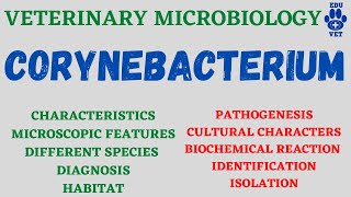 Corynebacterium Microbiology Bacteriology [upl. by Losse638]