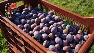 Mirabelles et Quetsches dAlsace [upl. by Hanus]