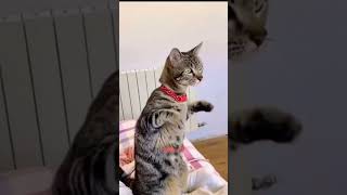 😂😺😂cat funny pets funnycats cute viralvideo viralshort animals catlover dogfunnyvideos [upl. by Dianne]