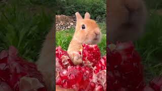 Fun Fact Rabbits can chew 120 times per minute shorts cute cuteanimals funny adorable bunny [upl. by Wilbert]