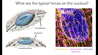 Nuclear Mechanobiology Prosser 2020 [upl. by Salangia]