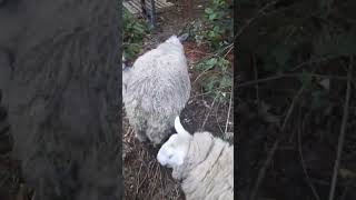 Seamus encounters sheep [upl. by Pietrek]