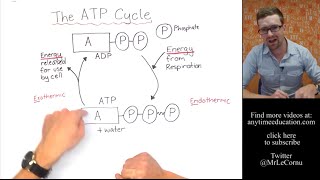 What is The ATP Cycle [upl. by Adina]