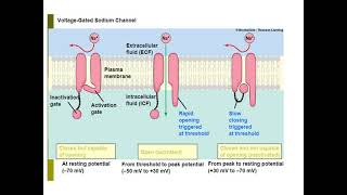 ORIGIN OF BIOPOTENTIAL RESTING AND ACTION POTENTIAL [upl. by Opportina]