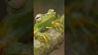 The Vietnamese Mossy Frog NaturesCamouflage Master shorts [upl. by Gaulin]