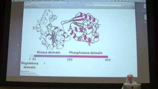 23 Kevin Aherns Biochemistry  Gluconeogenesis [upl. by Shanley]