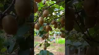 Memetik Buah Kiwi Di Kebun Sangat Memuaskan shrots garden farming [upl. by Liggitt]