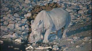 White Rhino  Ceratotherium simum  at Okaukuejo Resort Waterhole [upl. by Deanne227]