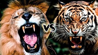 LEÃO VS TIGRE Quem é o Verdadeiro Rei da Selva [upl. by Eresed348]