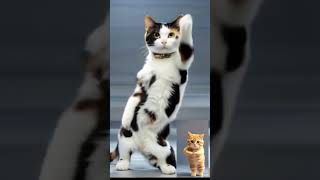 quotPurrfectly Groovy Cats Dance Compilationquot [upl. by Noyad681]