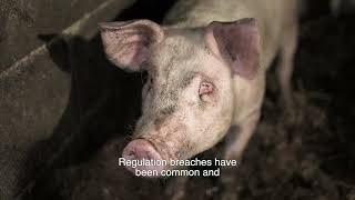 How Does the RSPCA Protect Farm Animals  Extensive Investigation into Cruelty on Farms [upl. by Ahsinor52]