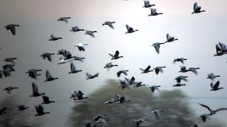 Snow geese Swine Moor East Yorkshire 14th November 2024 [upl. by Assenev]