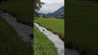 Schwalben vogel birds vögel singvögel sperlingsvögel [upl. by Ecinhoj]