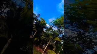 Mastana Mausam hai rangeen nazara song status nature video short viral trending shorts [upl. by Asaret834]