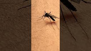 Mosquito bite human skin  Full video in our YouTube Channel shorts short mosquito viral [upl. by Janaya]