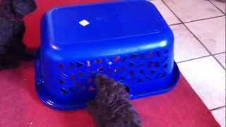 Nestje 2013  Week 7 video 1  Freonskip Australian Labradoodles [upl. by Salkcin]