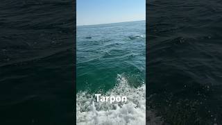 Check out all these tarpons [upl. by Levona]