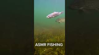 Fish Eating Fish  ASMR Fishing  Fishing With View [upl. by Suiddaht]