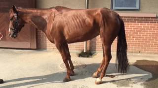 Equine Motor Neuron Disease after sedation [upl. by Vod]