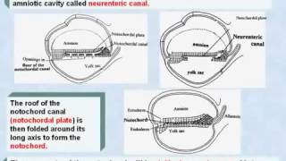 20 General Embryology Development of Notochord [upl. by Lemahs]