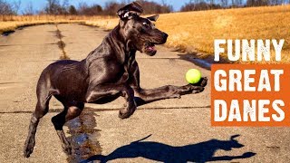 Funny Great Danes Moments [upl. by Rimahs]