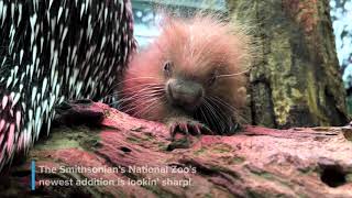 Meet Our PrehensileTailed Porcupette [upl. by Bradan]