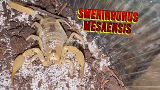 LO SCORPIONE DELLE DUNE  Smeringurus Mesaensis [upl. by Krishna]