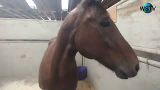 Pima County Fair part1010 Horses [upl. by Tongue]