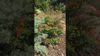 Butterflies Asclepias tuberosa [upl. by Aihsirt]