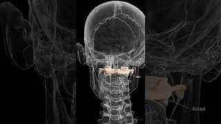 🦴 Meet the Atlas The First Vertebra of Your Spine 🦴 anatomy [upl. by Yrrol]