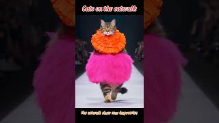 Cats on the catwalk shorts catwalk cute fashion [upl. by Ynhoj]