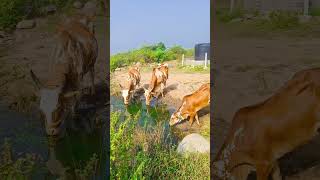 Palledoddi shiva khillari bulls shortsfeedytshortsviralshort villagebullsinstagramfolk [upl. by Devlen]