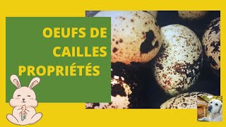 Bienfaits et propriétés des oeufs de cailles 29 [upl. by Kendyl]