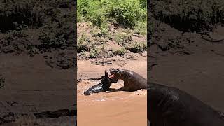 Territorial hippo fight Masai Mara Kenya wildlife safarilife wildlifephotography [upl. by Able]