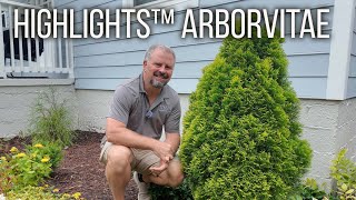 Highlights™ Arborvitae  Thuja occidentalis [upl. by Llenil]