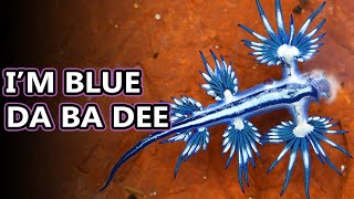 Blue Sea Dragon facts aka blue sea slugs  Animal Fact Files [upl. by Gnouv]