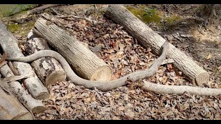 Camping in Uwharrie National Forest March 2024 [upl. by Tacita]