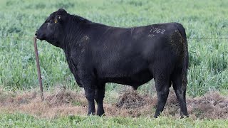 Lot 129 EVT22T762 Peakes Bowen 2024 [upl. by Bittner]